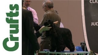 Crufts 2012  Spaniel Cocker Best of Breed [upl. by Briney]