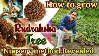 How to grow a Rudraksha Tree  Nursery method Revealed  Growing Holy bead tree [upl. by Crispas]