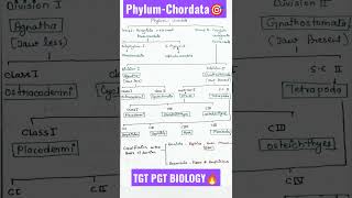 PhylumChordataAnimal kingdomClassification of chordataTGT PGT BIOLOGYbiology science shorts [upl. by Alrak174]