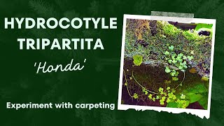 Experimenting with Hydrocotyle Tripartita aka HONDA Plant Carpeting [upl. by Lalaj]