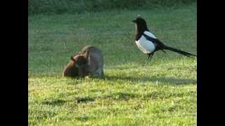 STOAT AND RABBIT PONTEFRACT PARK [upl. by Amuwkuhc]