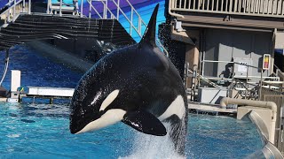 Killer Whales Up Close Full Show at SeaWorld San Diego 121215 [upl. by Halyak370]