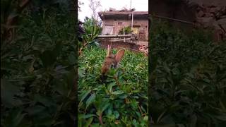 Lionhead rabbit funny viral youtube youtubeshorts funnyvideo trending india cute shorts [upl. by Pattison648]