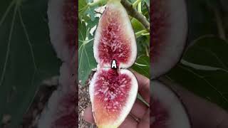 Start Eating Figs Today – The Benefits Will Blow Your Mind [upl. by Nylrebmik21]