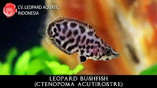 Ctenopoma acutirostre The LEOPARD Bushfish from Africa Leopard Aquatic J009A [upl. by Rancell527]