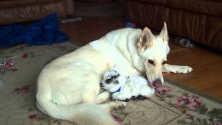 White German Shepherd cuddles baby goat [upl. by Huberto]