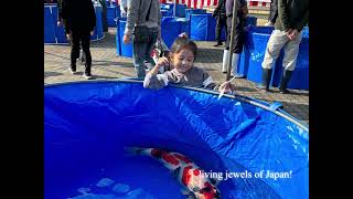 Koi show in Japan koi koifish japan kids tour [upl. by Ree]