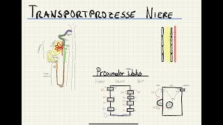 Transportmechanismen in der Niere  Physiologie des Nephrons  Henle Schleife [upl. by Yhpos]