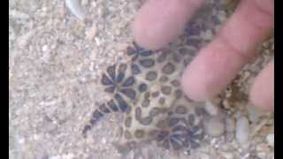 Playing with a blue ringed octopus  not good [upl. by Demodena931]