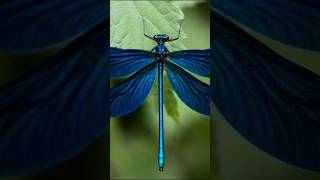 Beautiful dragonfly nature forest wildlife [upl. by Retseh]