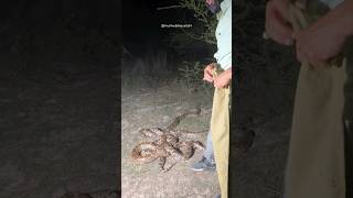 python Snake Release into the forest Area [upl. by Elie]