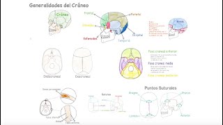 Generalidades del Cráneo [upl. by Ulrick141]