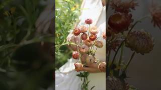 Harvesting vibrant strawflowers to dry strawflower fallflowers flowergarden flowerfarm flowers [upl. by Nyraa939]