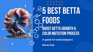 5 Best Betta Fish Foods  Betta Fish Diet  Betta Guide amp Tips [upl. by Nilad]