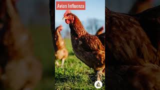 Avian Influenza  Bird Flu [upl. by Eiramenna]