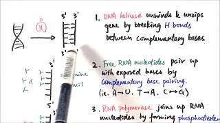 AS Biology  Transcription OCR A Chapter 310 [upl. by Wil]