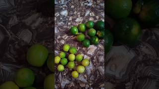 super tasty narthanga juice rajimahalsa shortvideo narthangai shots ytshorts ytreels [upl. by Biancha]