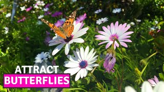 How to Collect the Seeds of Osteospermum African Daisy  Easiest Way to Propagate BirdofParadise [upl. by Jorie338]