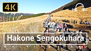 Hakone Sengokuhara Walking Tour  Kanagawa Japan 4KBinaural [upl. by Lad]