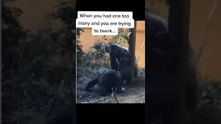 Gorilla twerk part deux so funny 😁😂🤣 shorts funny animals [upl. by Adnomal]