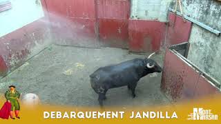 Débarquement des toros de Jandilla  Madeleine 2018 [upl. by Alduino455]