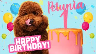 PASTEL PARA TU PERRITO🐶  CUMPLEAÑOS DE PETUNIA  DANI FLOWERS [upl. by Nalor]