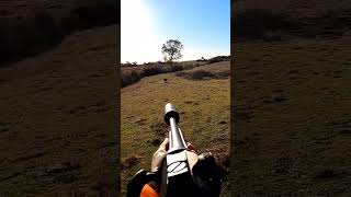 magnifique tir sanglier  2 impact puissant  corsica wildboar aimpoint hunting [upl. by Aikenat]