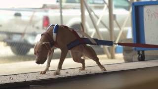 Pit Bull Weight Pull Documentary Teaser 1 [upl. by Ytoc]