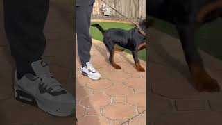 rottweiler germanvsrottwiller dog rottweiller puppy rottwailer doglover rottwiler pets [upl. by Michail]