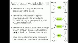 Vitamin C Metabolism and Function [upl. by Reagan]