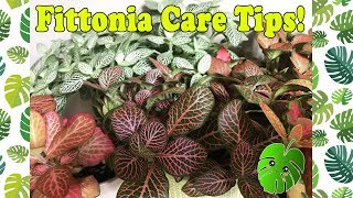 Fittonia Care Tips [upl. by Aivin]