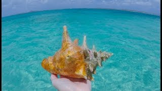 Gathering and Cleaning Conch in Grand Turk  May 11 2015 [upl. by Vickie]