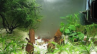 Aquascape low cost acquario 25 litri aquarium caridinaio sabbia bianca anubias muschio [upl. by Conners]