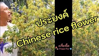 ประยงค์ Chinese rice flower  Aglaia odorata Lour [upl. by Rochus]