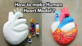 How to make Human Heart Model  Heart Model  Thermacol Heart  School Project [upl. by Mikkel]