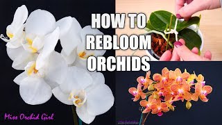 Orchid Care for Beginners  How to make Phalaenopsis Orchids rebloom  Spot amp shape flower spikes [upl. by Ahsiner760]