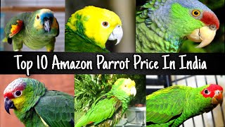 Top 10 Amazon Parrot species Price in India [upl. by Ennovi955]