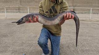 PIER FISHING FOR CONGER EELS  Day Time Conger Fishing [upl. by Colly]