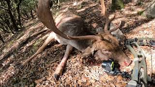 Fallow deer compilation Recopilatorio Gamo con arco [upl. by Acsehcnarf]