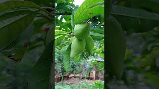 Pé de canistel com frutos sítio plantacoesnaturerafaelafruitfrutasvidanaroçachácaraRafaela [upl. by Hidie]