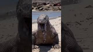 Fact About Komodo Dragon shorts facts ytshorts [upl. by Jacky]