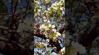 Pear tree and blossom chill music lyrics viralvideo farming flowers viralshort love nature [upl. by Anialad]