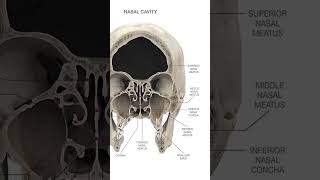 Nasal Meatus anatomy humanbody humananatomy shortsfeed [upl. by Annekim]