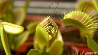 Venus Flytrap on UNCTV [upl. by Oitaroh464]