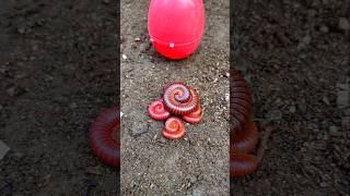 Ayah dan anak anak Millipede Bangun dari lingkaran shortvideo [upl. by Elag]