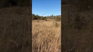 Tall🇨🇦Grass on the trail music nature canada travel hiking ontario [upl. by Evadnee873]