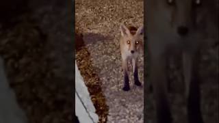 A Nocturnal Visit from Reynard the Fox in France [upl. by Oliana583]