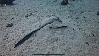 Scuba diving Egypt red sea hurghada El Fanadir south dive site [upl. by Mcdade714]