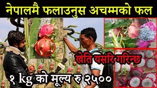 नेपालमै फलाउनुस अचम्मको फल१ kg को मूल्य रु २५०० Dragan food farming in nepal [upl. by Fellner456]