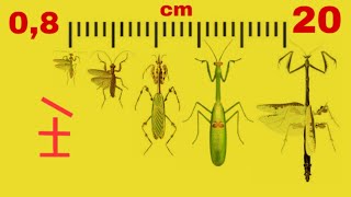 Le Mantidi Dalla Più Piccola alla Più Grande Del Pianeta [upl. by Odele688]